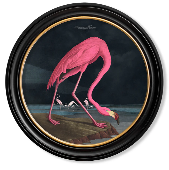 C.1838 Audubon's Dark Flamingo Vintage RoundFramed Print