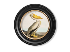 C.1838 Audubon's Light Pelican Vintage Round Framed Print