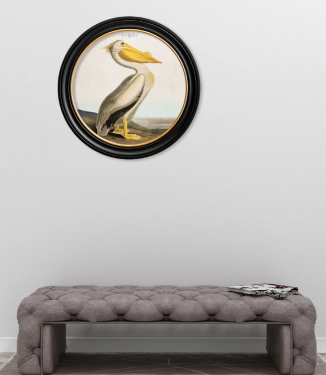 C.1838 Audubon's Light Pelican Vintage Round Framed Print