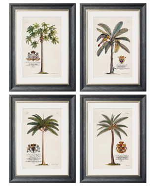 Studies of Palms with Aston Frame