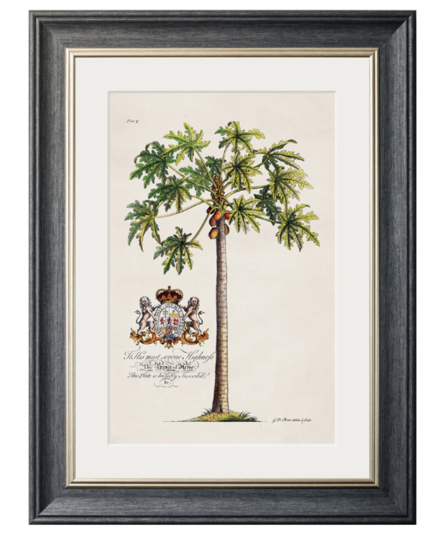 Studies of Palms with Aston Frame