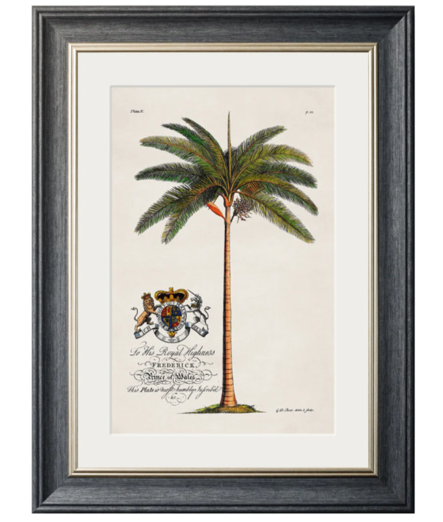 Studies of Palms with Aston Frame