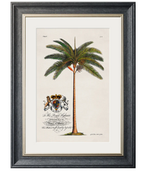 Studies of Palms with Aston Frame