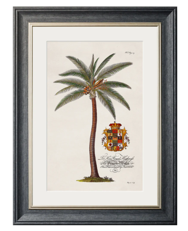 Studies of Palms with Aston Frame