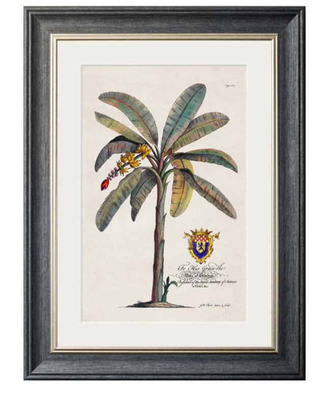 Studies of Palms with Aston Frame