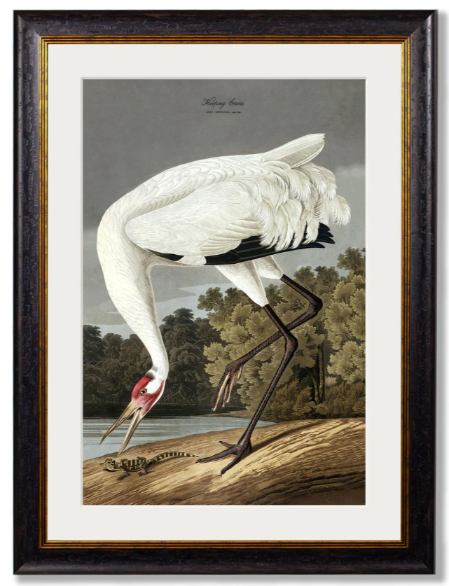 c.1838 Audubon's Hooping Crane Vintage Framed Print