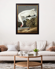 c.1838 Audubon's Hooping Crane Vintage Framed Print