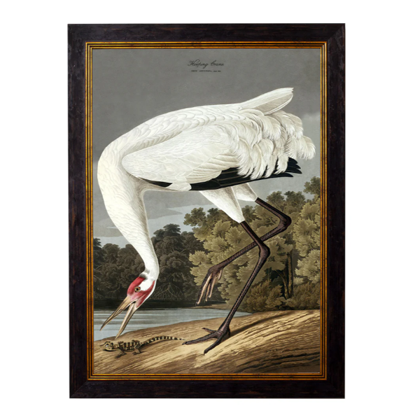 c.1838 Audubon's Hooping Crane Vintage Framed Print