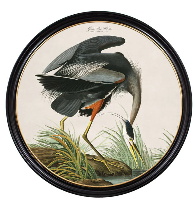 c.1838 Audubon's Great Blue Heron Round Frame