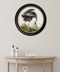 c.1838 Audubon's Great Blue Heron Round Frame