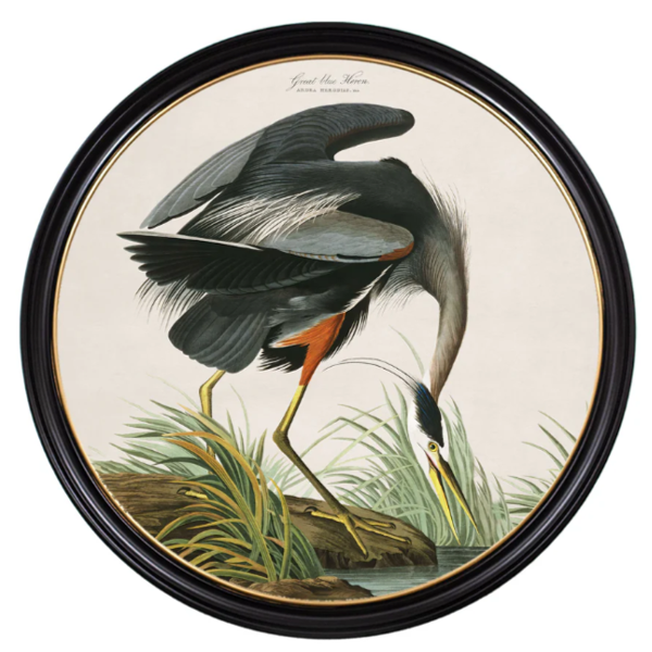 c.1838 Audubon's Great Blue Heron Round Frame