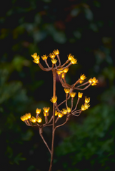 Solar LED Wild Fennel Branch