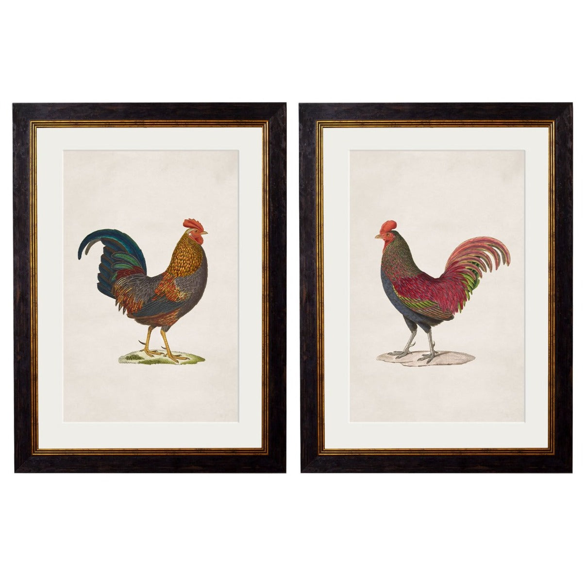 C. 1838 Vintage Junglefowl Prints