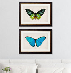 C.1836 Tropical Butterfly Vintage Framed Prints
