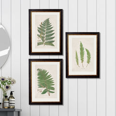 C.1831 Collection of Fern Vintage Framed Prints