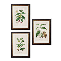 C.1877 Tea, Coffee and Chocolate Plants Framed Vintage Prints