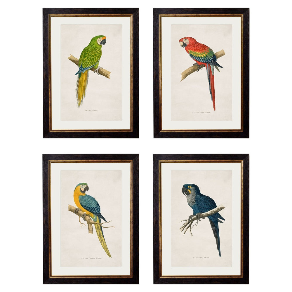 Macaw Bird Vintage Prints