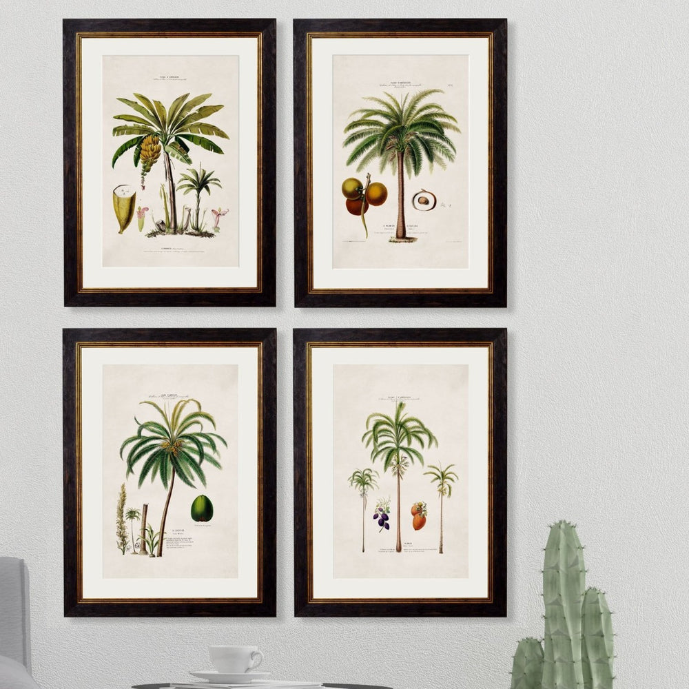 1843 American Palm Trees Framed Print