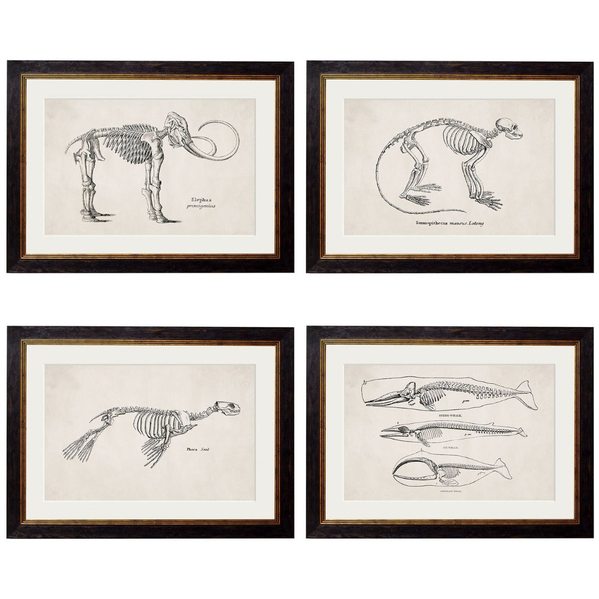 1870  Anatomical Skeletons Framed Vintage Prints