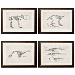 1870  Anatomical Skeletons Framed Vintage Prints