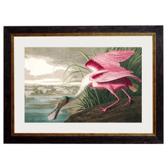 C.1838 Audubon's Birds of America- Roseate Spoonbill