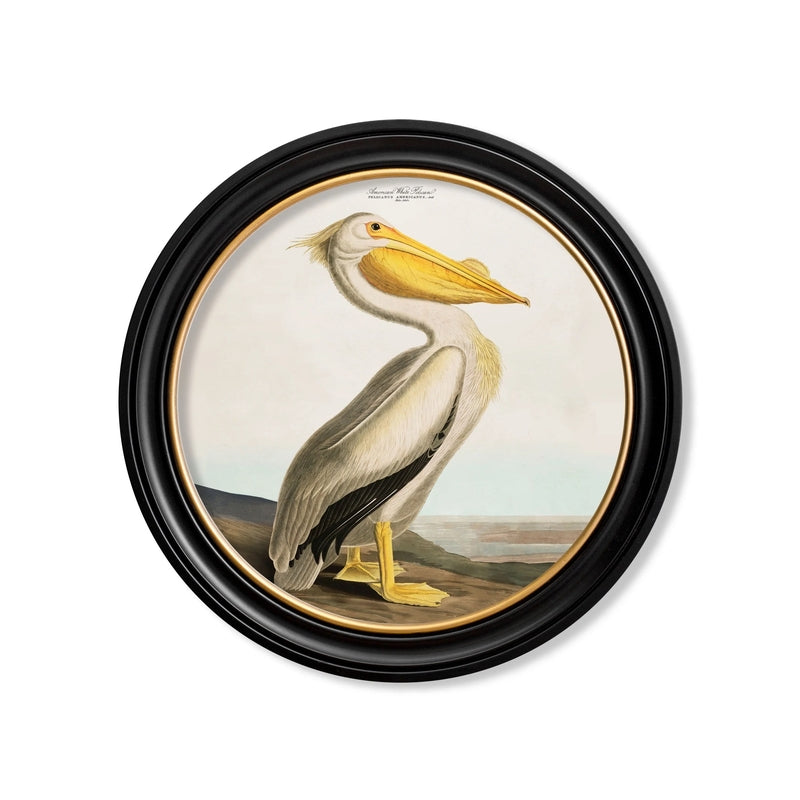 C.1838 Audubon's Light Pelican Vintage Round Framed Print