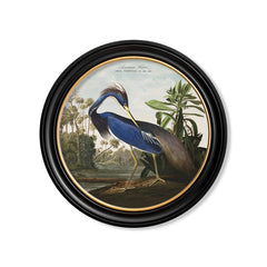 C.1838 Audubon's Birds of America- Heron's- Round Frame