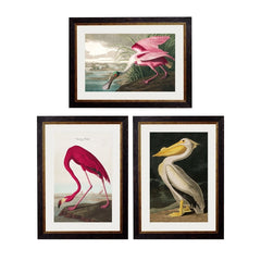 C.1838 Audubon's Birds of America- Roseate Spoonbill