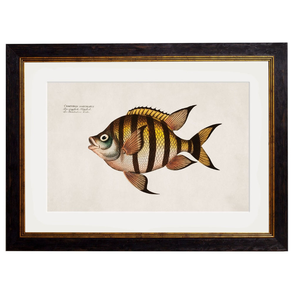 1785 Tropical Fish Framed Prints