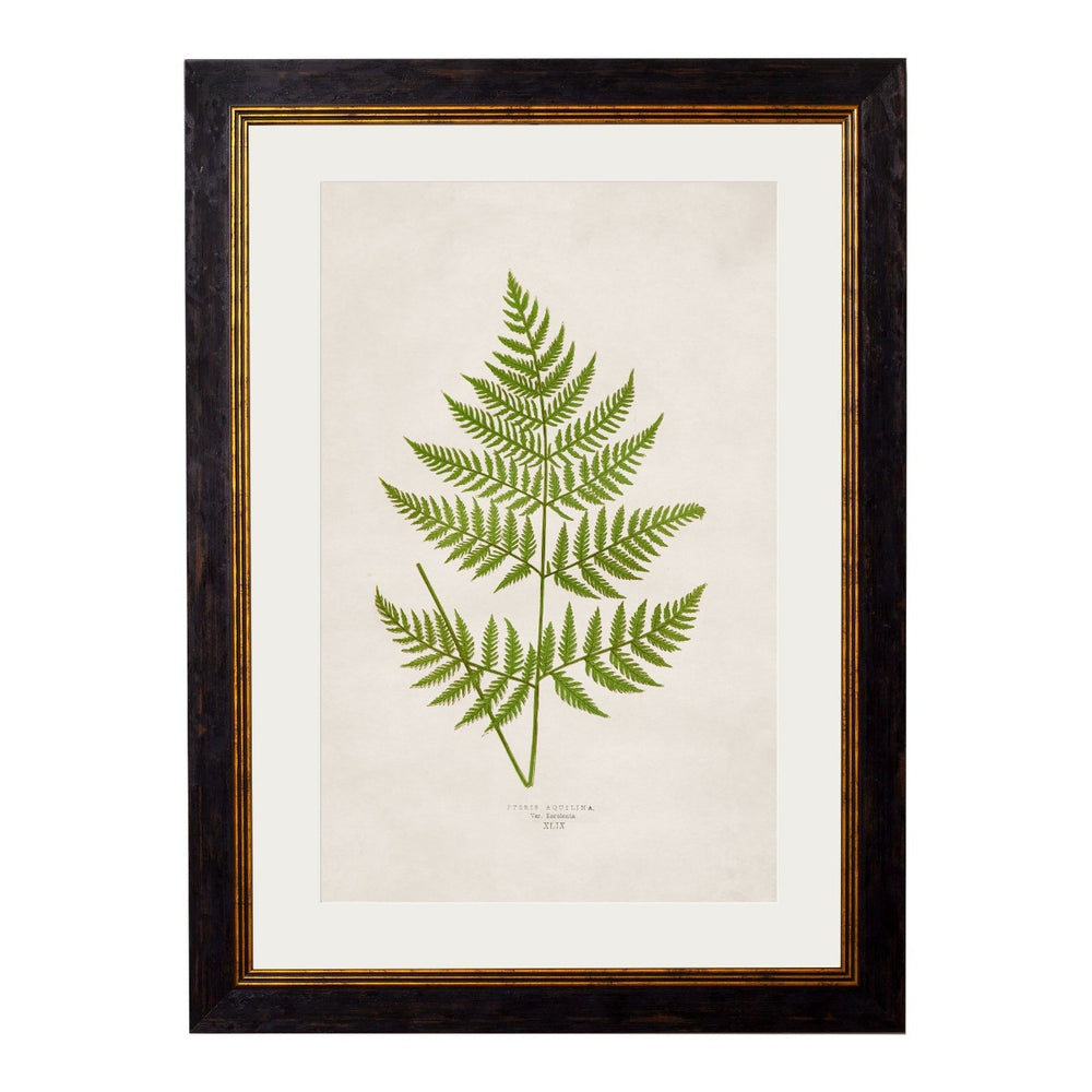 1864 British Fern Framed Prints