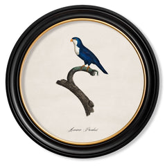 C.1884 W.T. Greene  Vintage Parrot Prints Round Frame