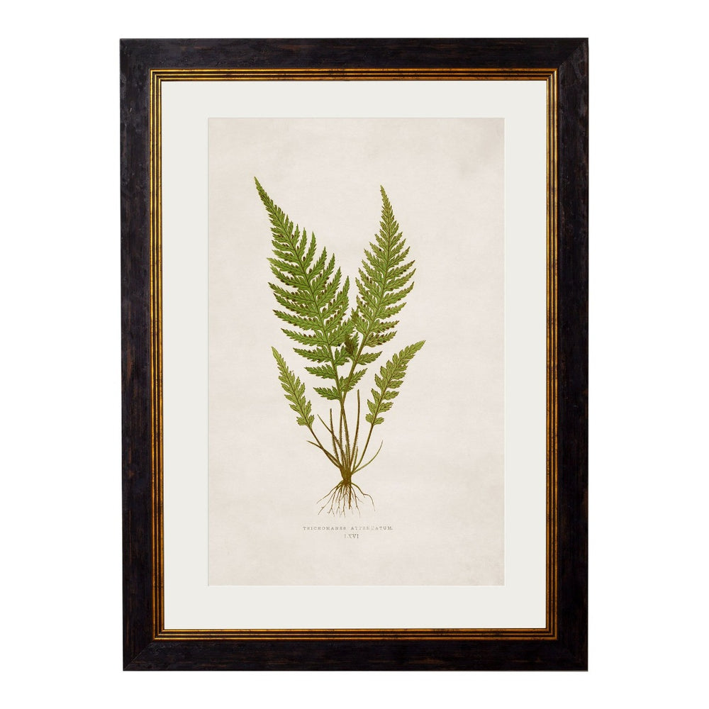 1864 British Fern Framed Prints