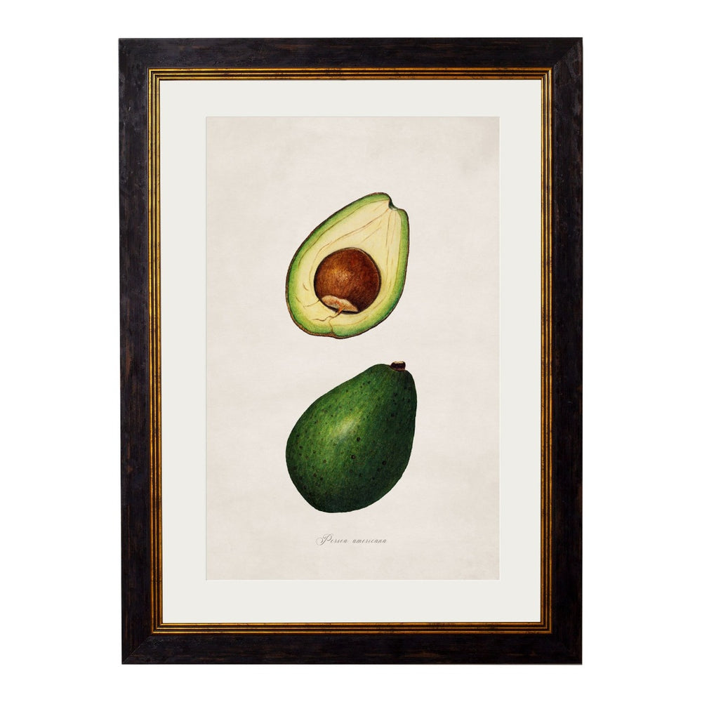 1886 Avocado Study Framed Print