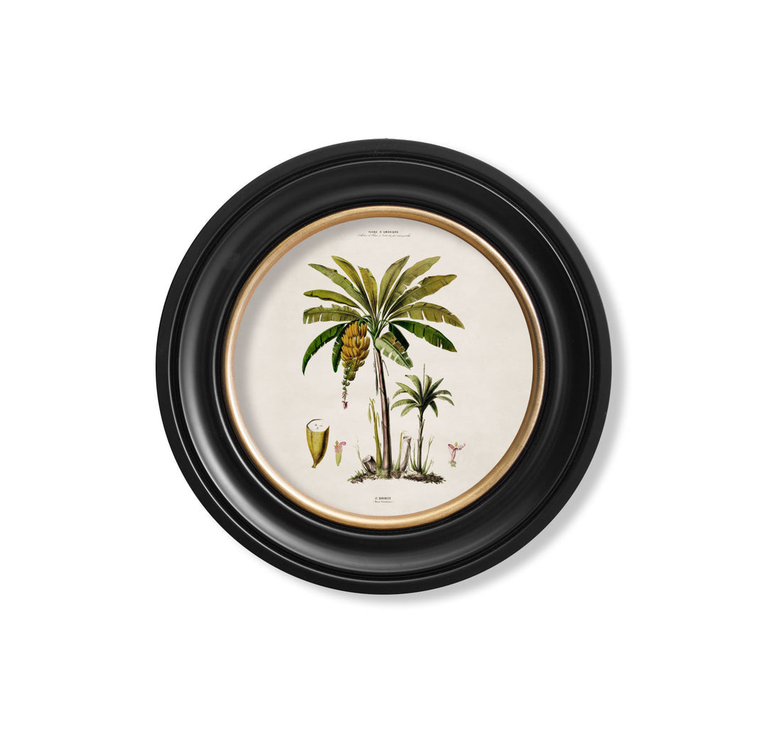 C.1843 Study of South American Palm Trees Vintage Prints with Round Frame