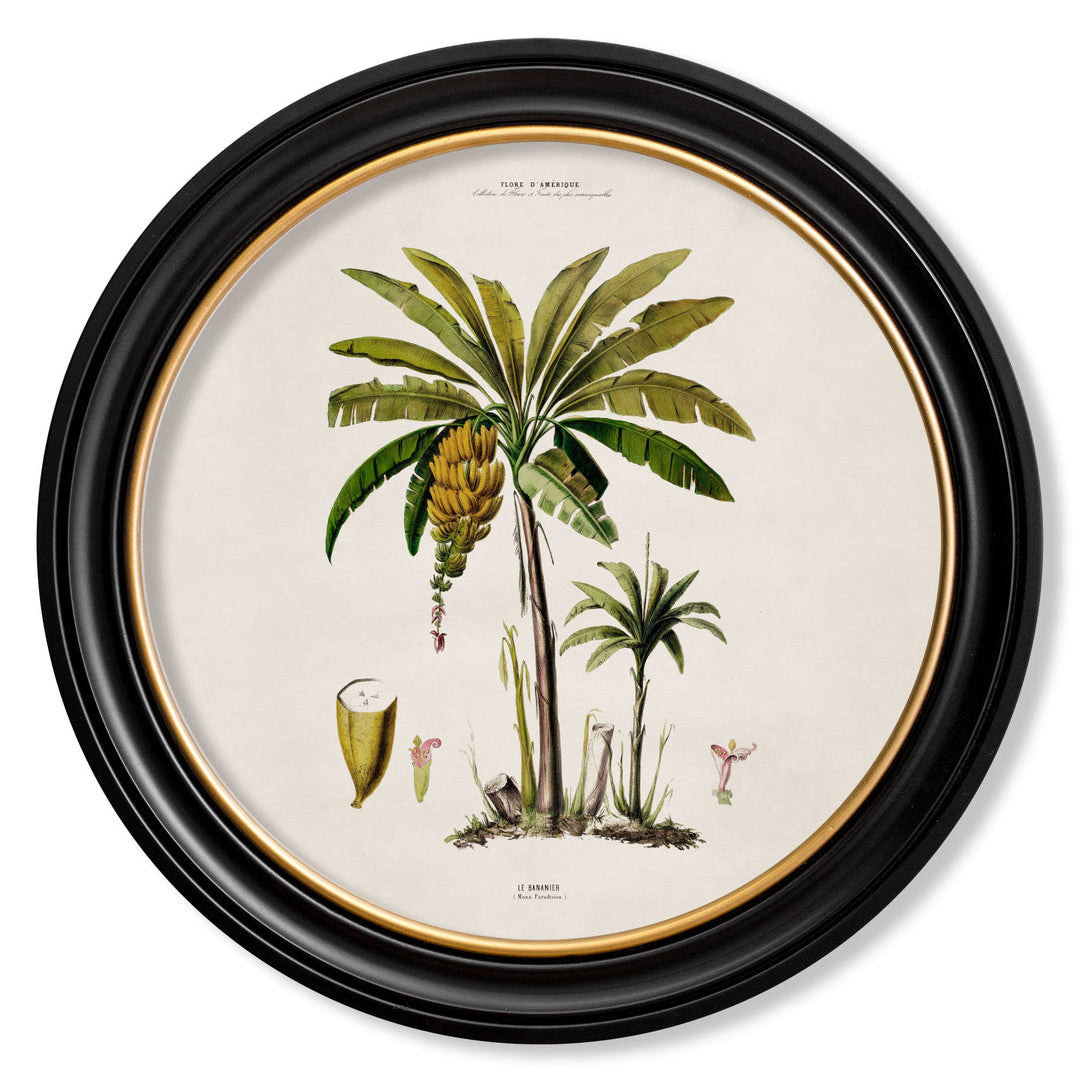 C.1843 Study of South American Palm Trees Vintage Prints with Round Frame