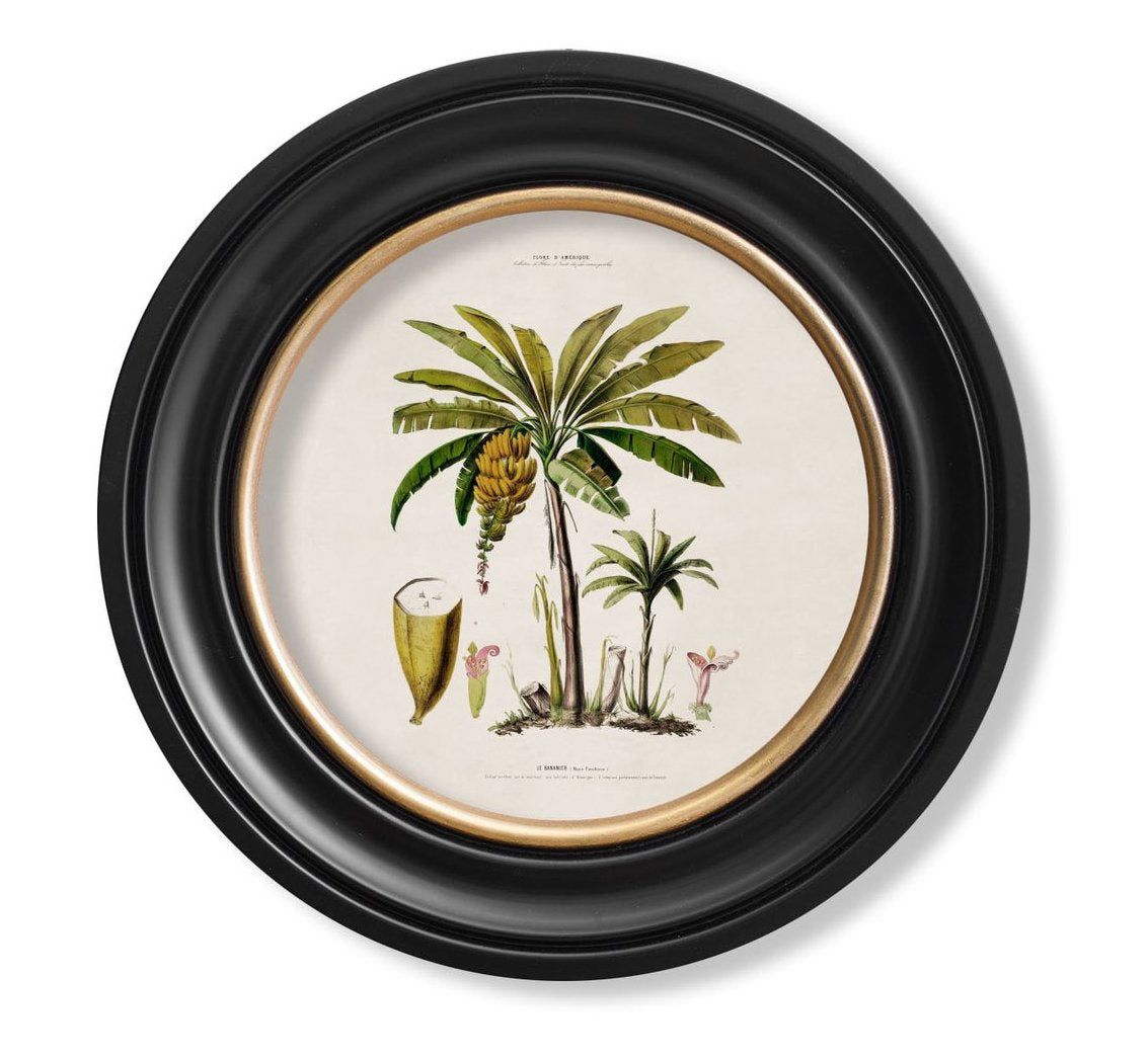 C.1843 Banana Palm Plant Vintage Print with Round Frame