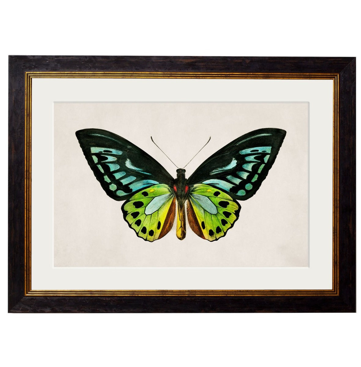 C.1836 Tropical Butterfly Vintage Framed Prints