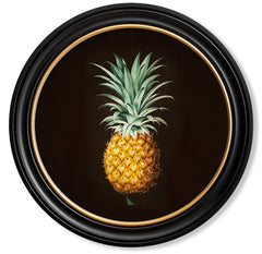C.1812 Vintage Pineapple Study with Round Frame