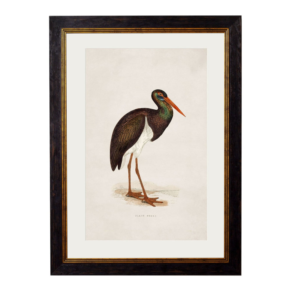 1850's British Wading Birds Framed Print