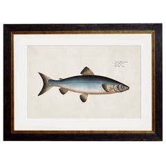 1785 Studies of Salmon Framed Print