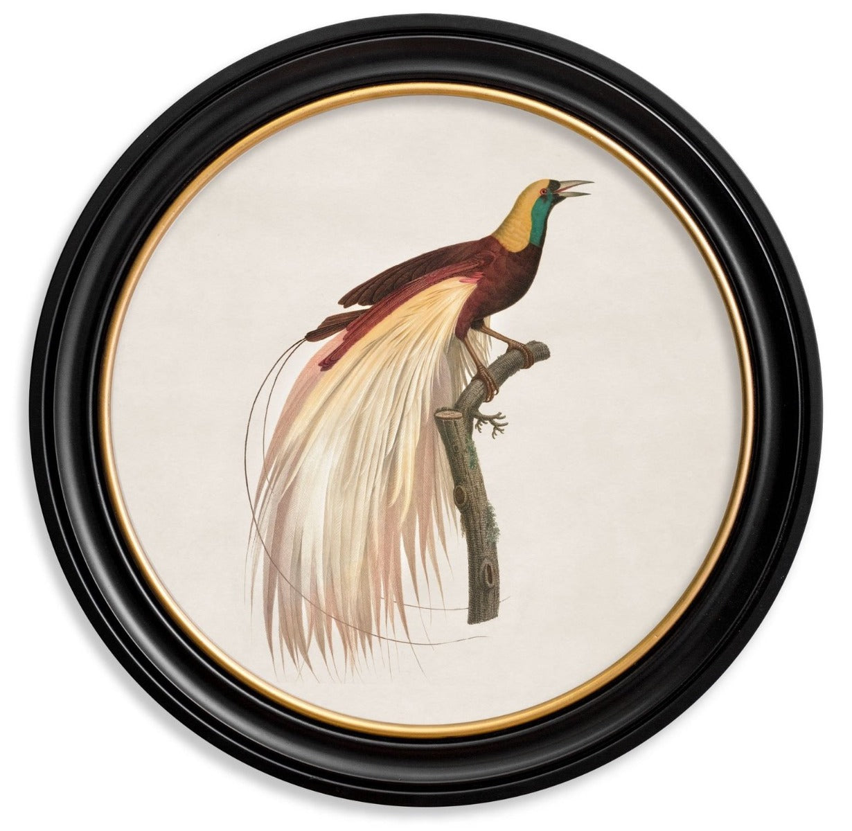 C.1809 Vintage Birds of Paradise Prints with Round Frame