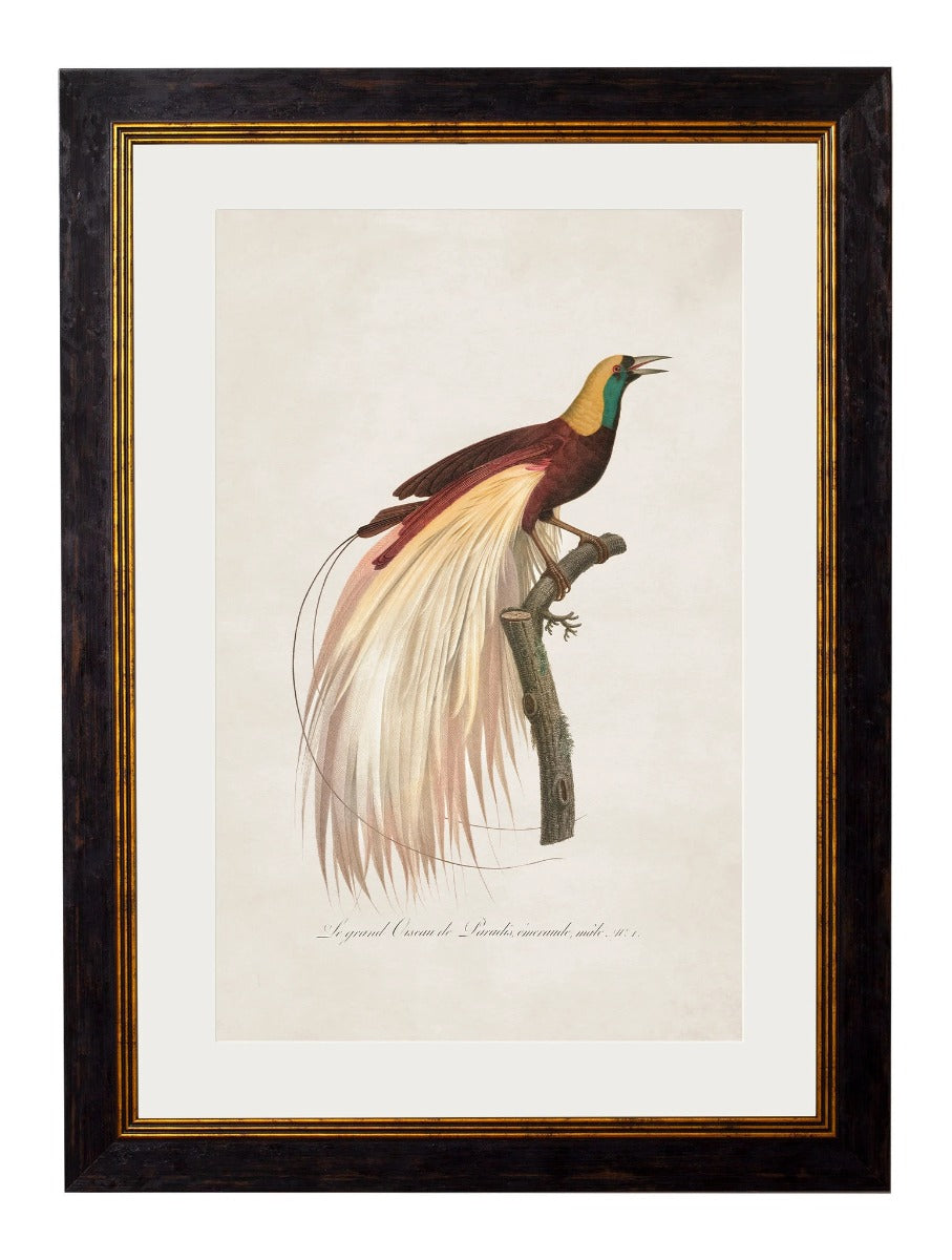 C.1809 Birds of Paradise Vintage Framed Prints