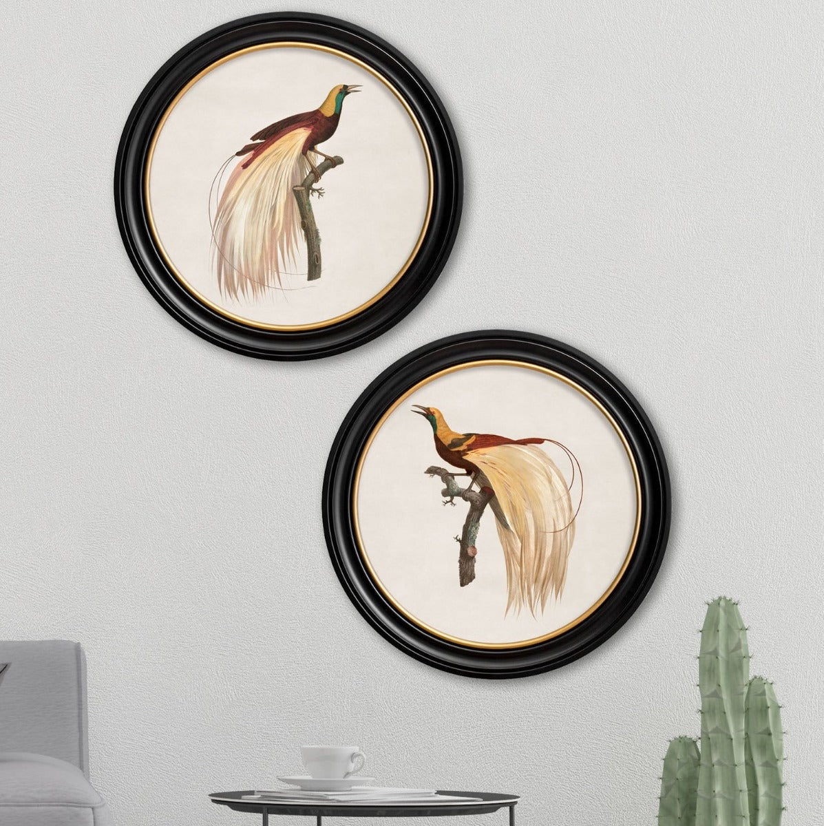 C.1809 Birds of Paradise Vintage Prints with Round Frame