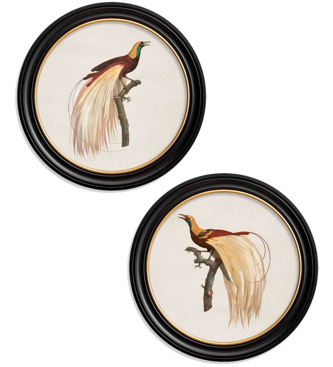 C.1809 Birds of Paradise Vintage Prints with Round Frame