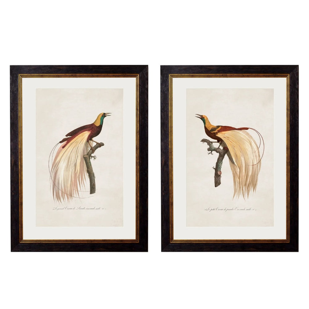 1809 Toucans Framed Print