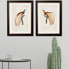 C.1809 Birds of Paradise Vintage Framed Prints