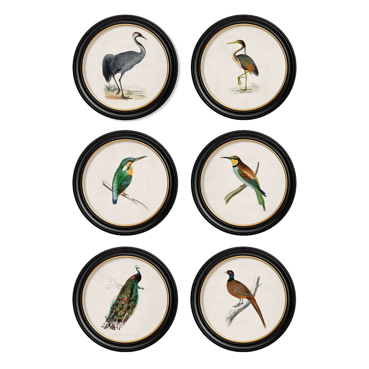 C.1809 British Bird Vintage Prints with Round Frame