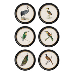 C.1809 British Bird Vintage Prints with Round Frame