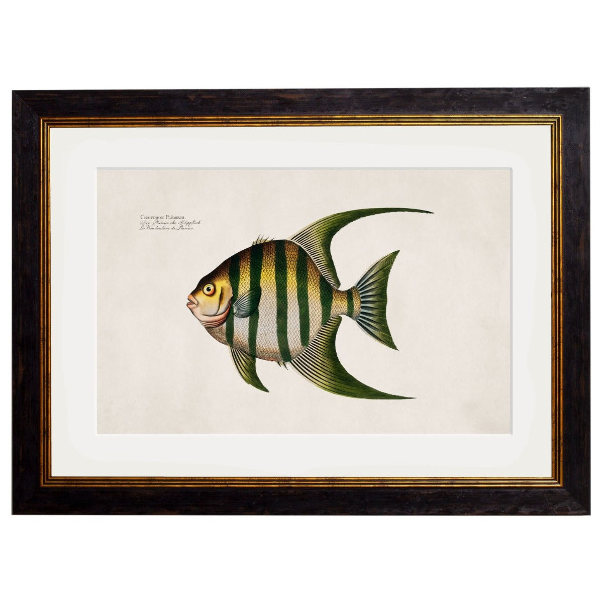 1785 Tropical Fish Framed Prints