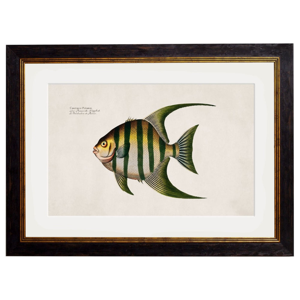 1785 Tropical Fish Framed Prints